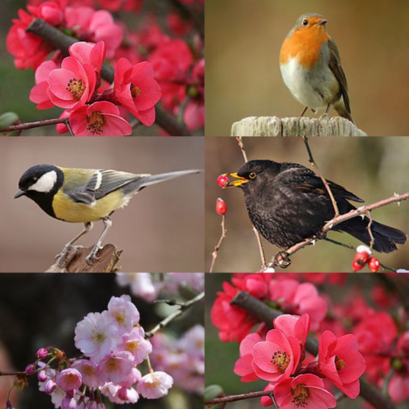 Oiseaux De Nos Jardins 2019 Oiseaux De Nos Jardins 2019