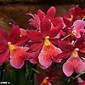 Huit jours pour les amoureux des orchidées à orléans