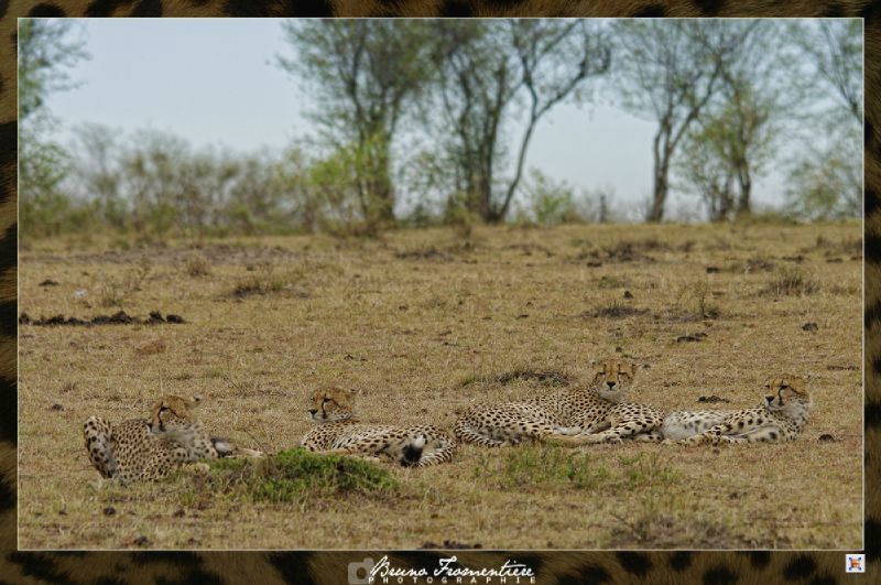 Guepard 10b