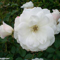 8883-Roses-blanches
