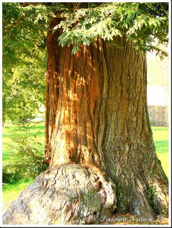 Le séquoia (7)