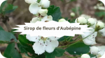 4 Aubépine Sirop de fleurs d'aubépine-modified