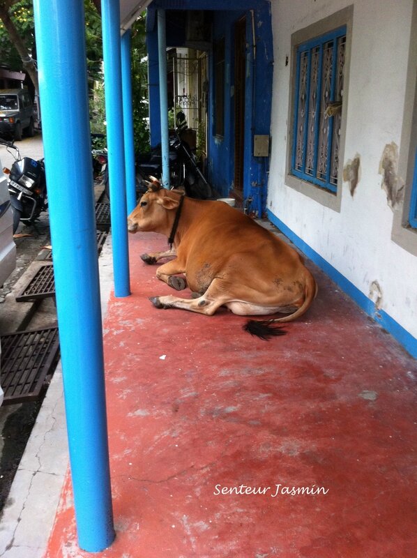 IMG_3011la vache