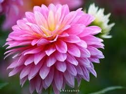 Chrysanthemum-November birth month flower | Birth flowers, Flowers, Birth month flowers