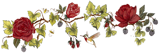 colibri_et_branche_de_rosier