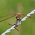 IMG_4963 - Copie