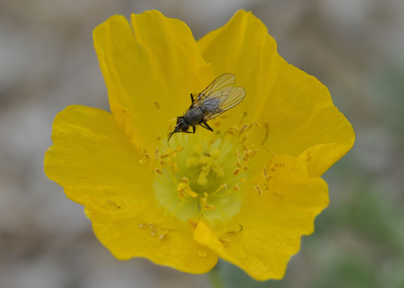 _DSC0177_Papaver_aurantiacum