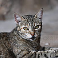 Photos JMP©Koufra 12 - Le Caylar - Chats - 07072019 - 0046