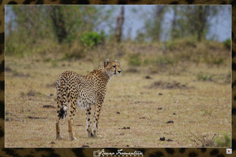 Guepard 1b