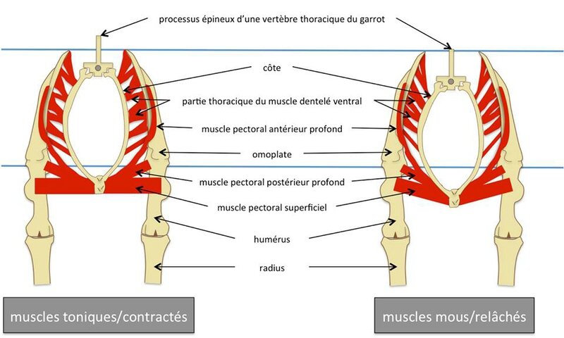 muscles garrot