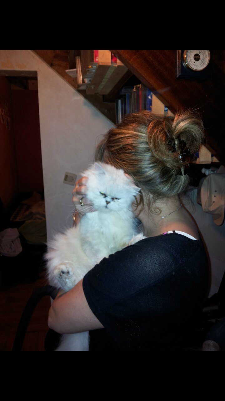 Garfield Chat Persan Chinchilla Pocket Et Ses 4 Chatons Persans Garfield Chat Persan Chinchilla Pocket Et Ses 4 Chatons Persans