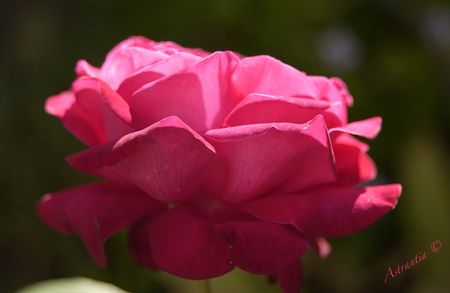 rose_rouge_ouest1