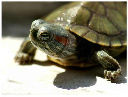 pharmaciereptile (5)