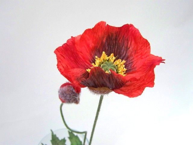 Coquelicot Des Champs Rouge Rouge Et Noir Orange Jaune