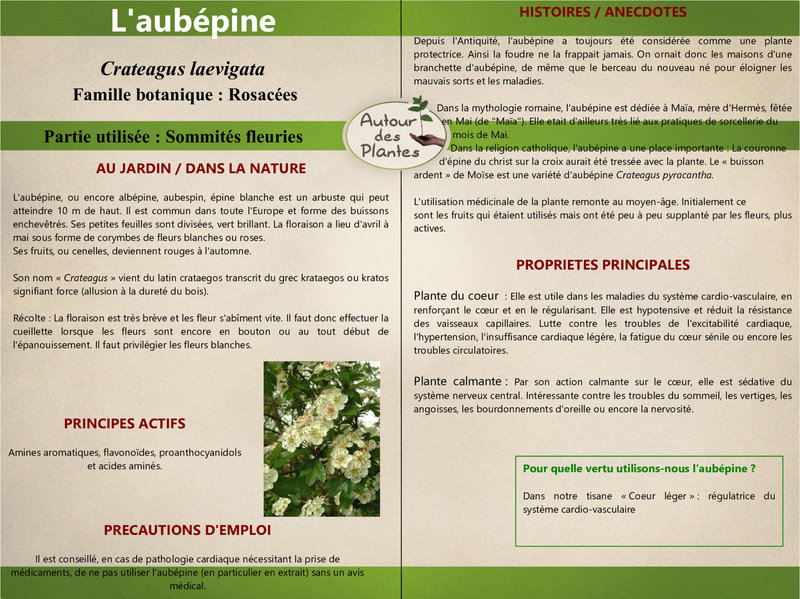 4_40-Laubépine