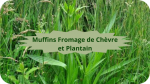 12 PLANTAIN(2)Muffins Fromage Plantain-modified