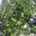 La fleur du lundi