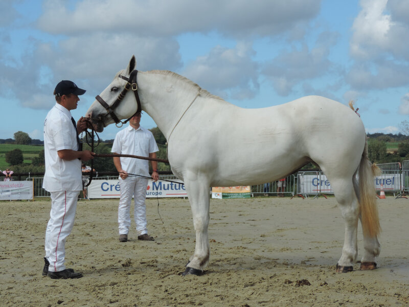 Haquita 2 - 5 Septembre 2020 - National Boulonnais - Samer (62) - 5e (3 ans - Petite Taille (moins d'1m68))