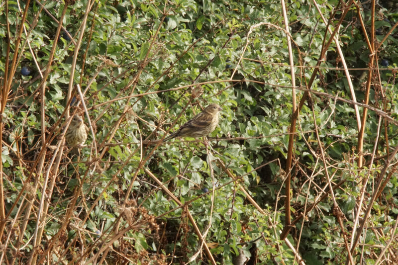 DSC03559