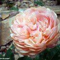 Rose 'Parfum d'Orléans'