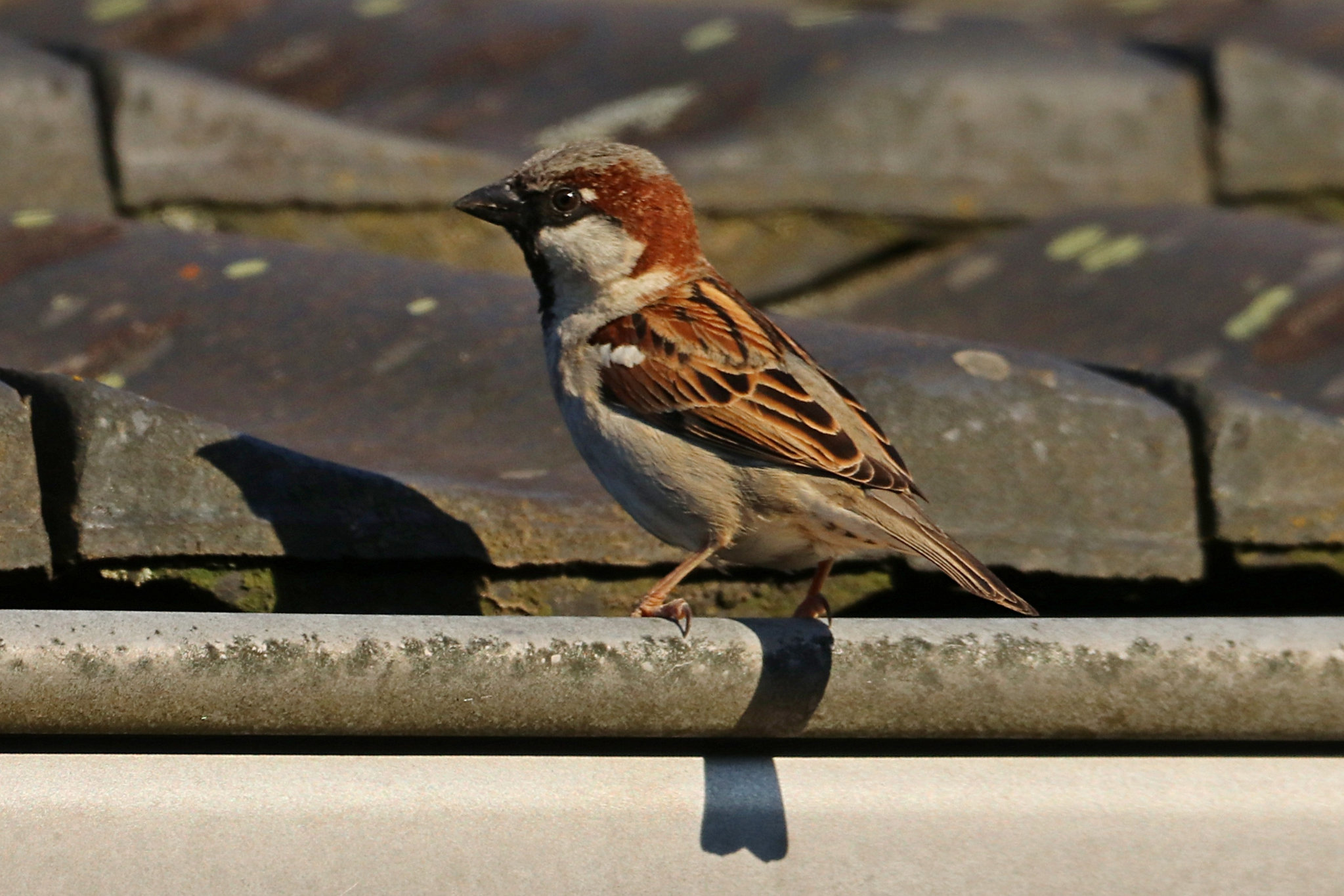 Moineau domestique mâle photos La faune au fil des randos Moineau domestique mâle photos La faune au fil des randos