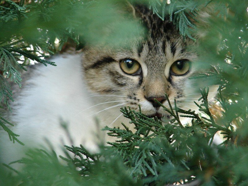 Cache Cache Chat Faute Aux Couleurs