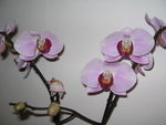 Orchid_e