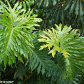 8894-Philodendron-selloum