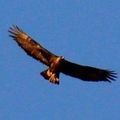 Aigle royal, Aquila chrysaetos