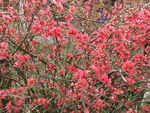 rose1
