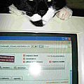 L'informatique c'est ma passion ! Chat noir et blanc au chaud sur ordinateur