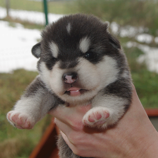 puppy02a