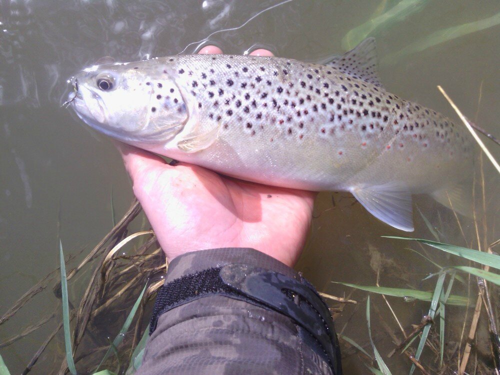 La Truite Un Poisson Que Rien N'arrête Deux truites de 30 et 42 cm - Les kosmalski pecheurs