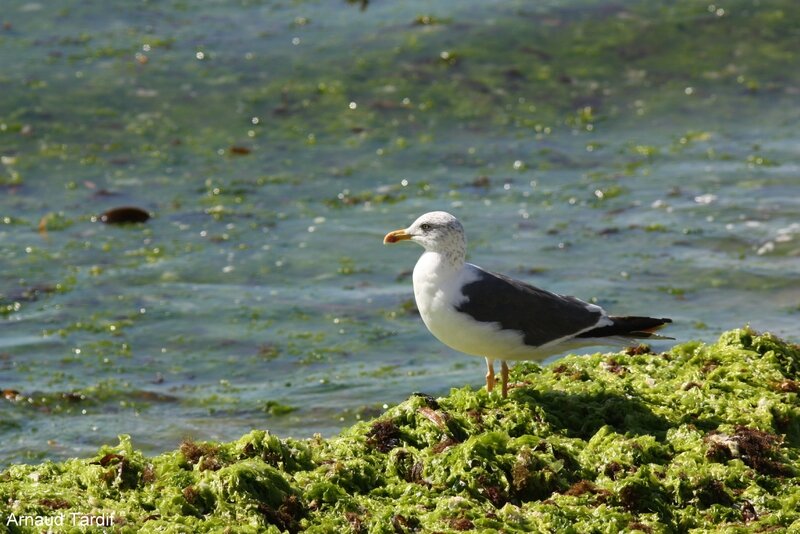 Les Oiseaux Du Bord De Mer Passion De Limage