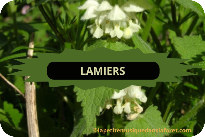 06 LAMIERS-modified(1)