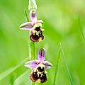Ophrys bourdon - Ophrys fuciflora (6)
