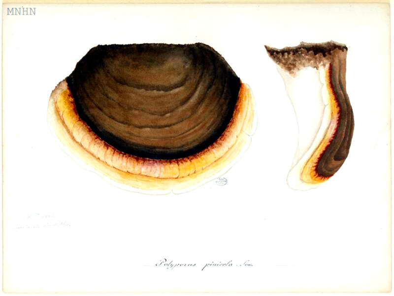174 Polyporus pinicola Fomitopsis p