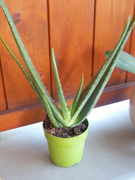 aloe 1