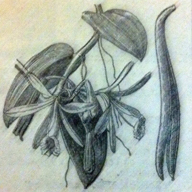 Dessin d'un Vanillier à feuilles plates (Vanilla planifolia)