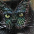 Peinture sur chat (7)