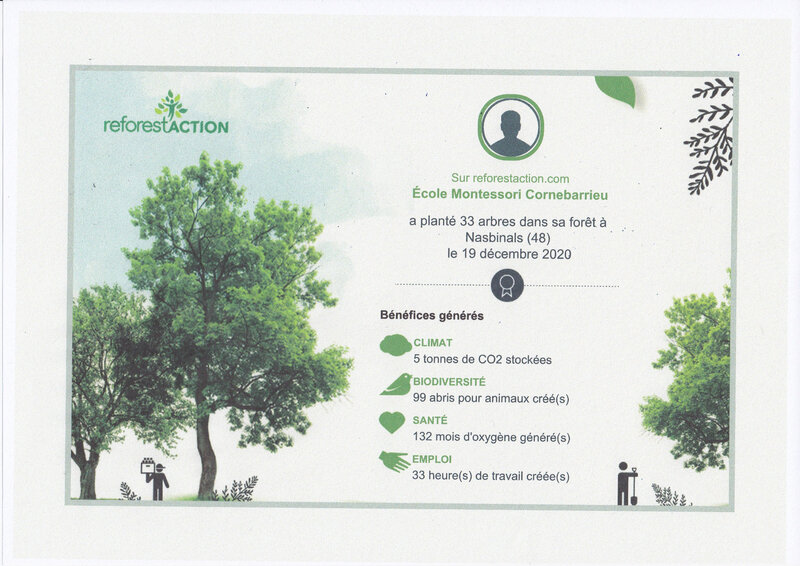 reforestation 2020