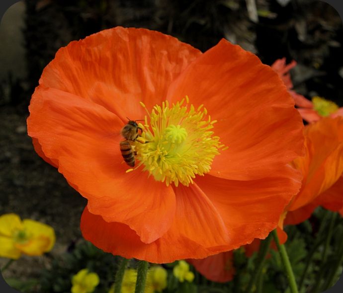 Abeille