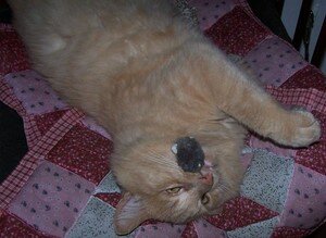 20060925_002