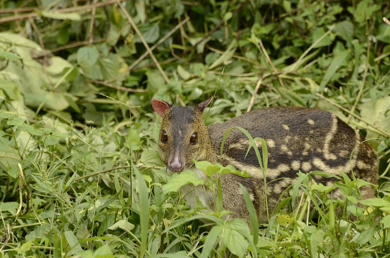 Indian_spotted_chevrotain_Moschiola_indica_Mouse_deer_from_the_Anaimalai_hills_DSC9927_01