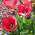 Mes tulipes du jardin - mars 2021