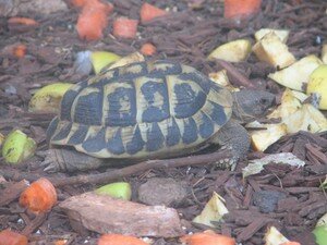 Tortue