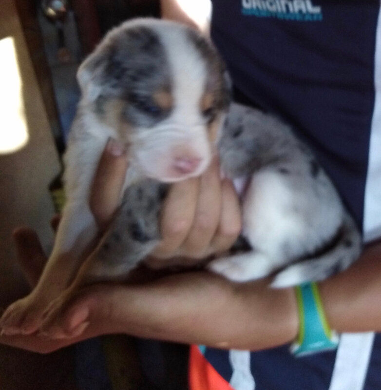 Chiot 3 LUNA X IOUKY né le 23:06:18
