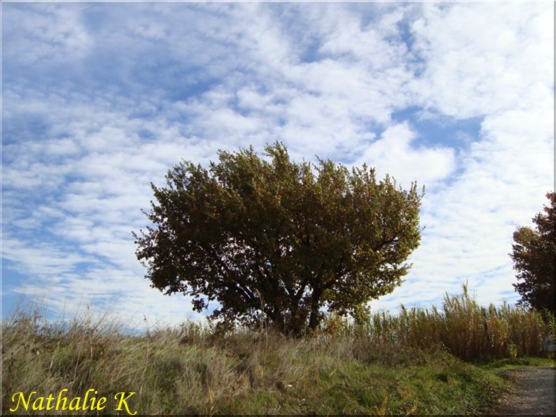 _c_LNK_le_12_novembre_2010_052_copie
