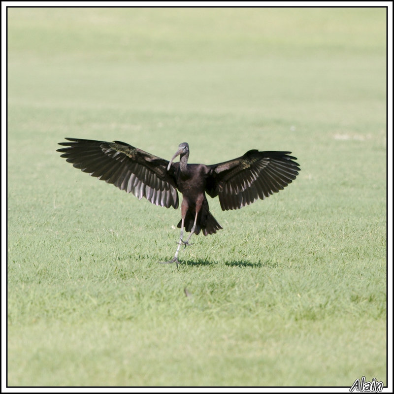 atterrissage d'un Ibis falcinelle