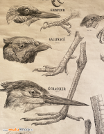 AFFICHE-DEYROLLE-2-OISEAUX-muluBrok